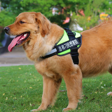Fashion Pet Leash Set